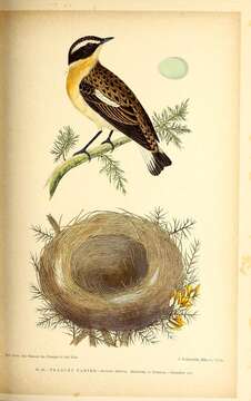 Image of Whinchat