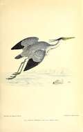 Image of Grey Heron