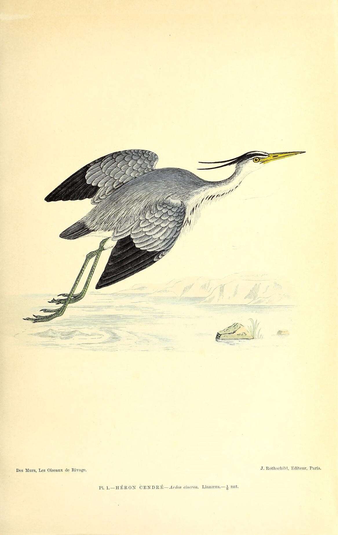 Image of Grey Heron