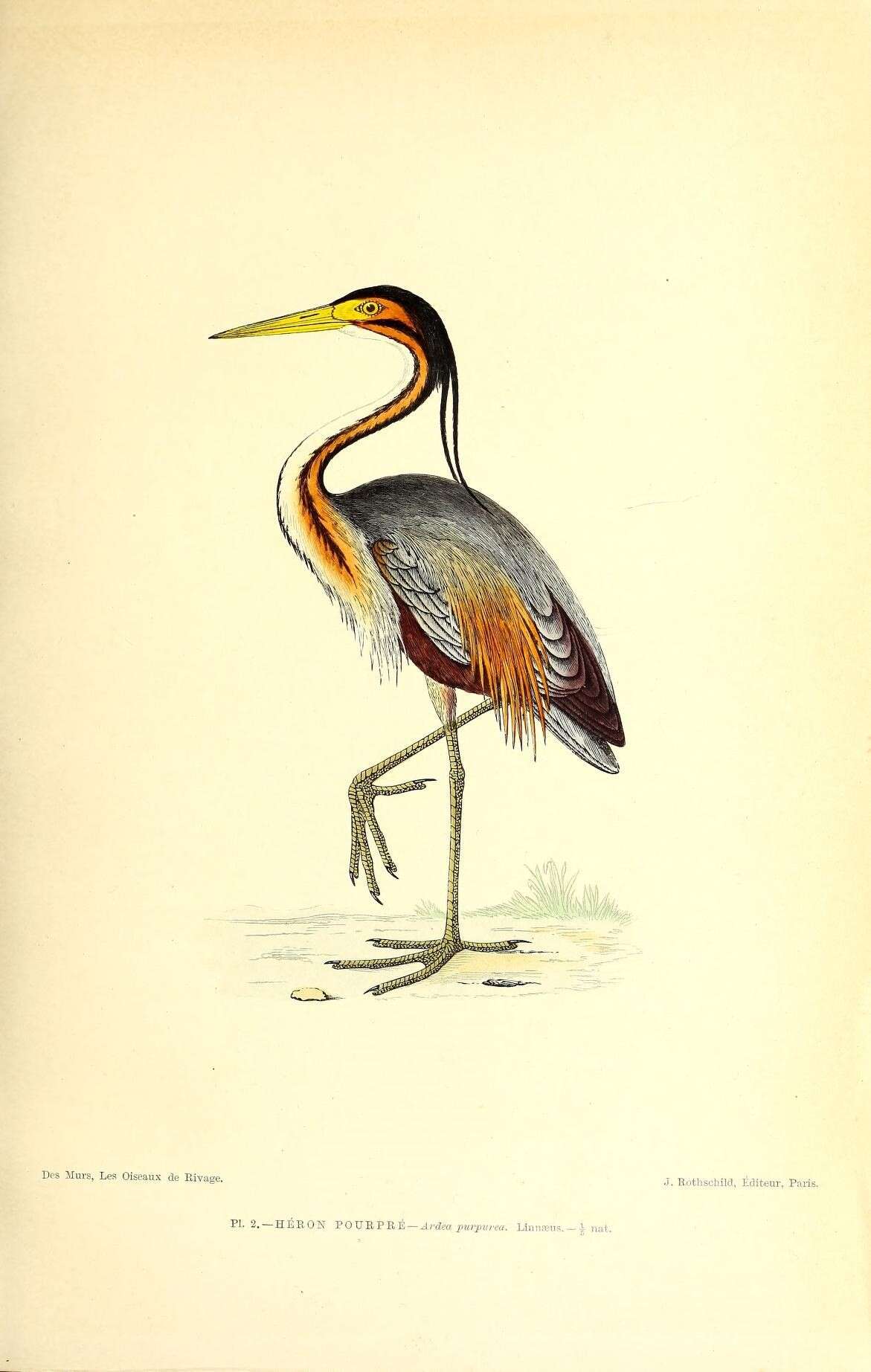 Image of Purple Heron