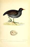 Image of Common Moorhen