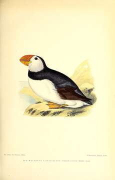 Image of Horned Puffin