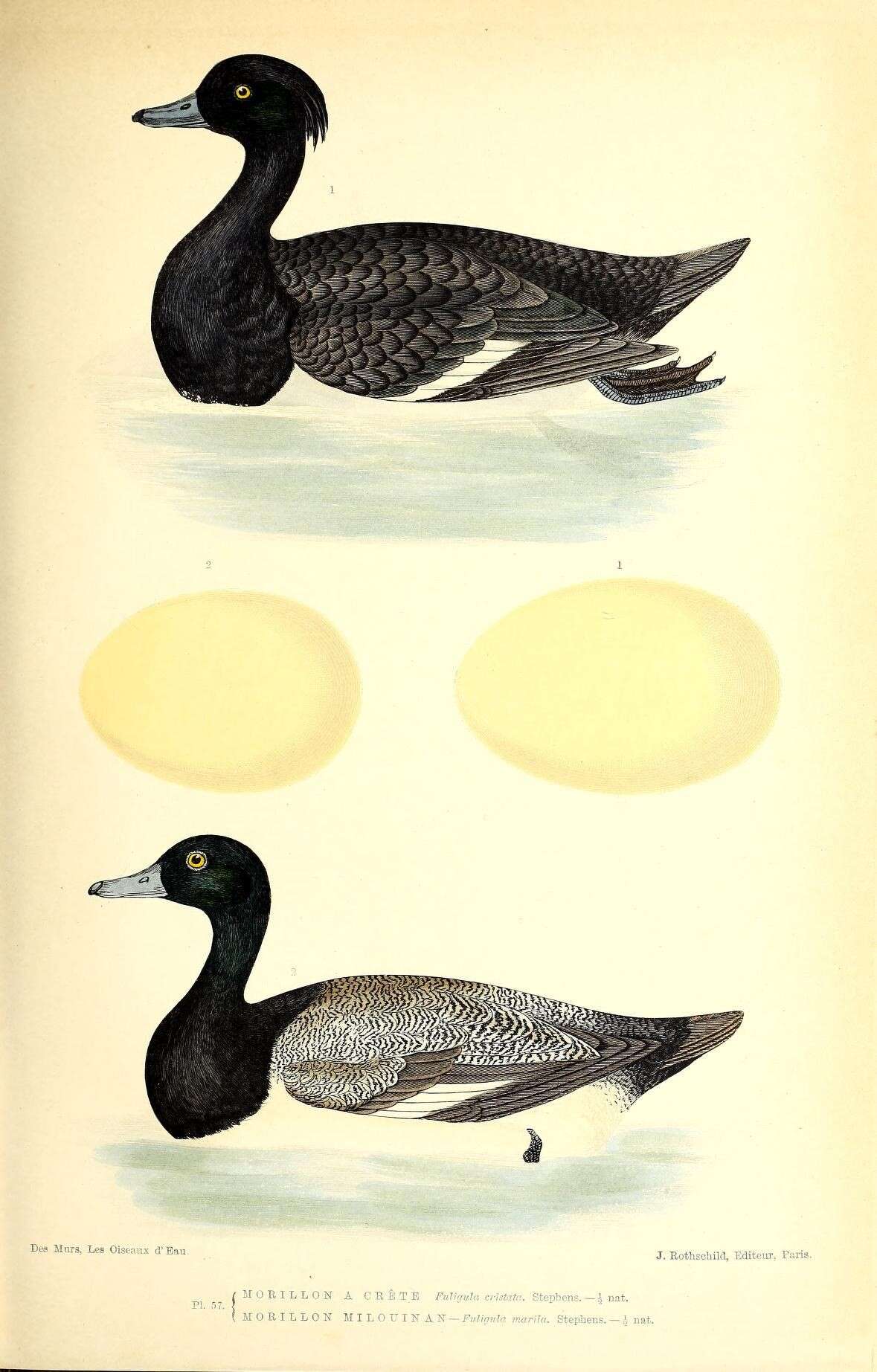 Image of Tufted Duck