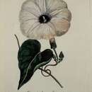 Imagem de <i>Convolvulus candicans</i> Roth 1821