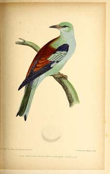 Image of European Roller