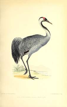 Image of Common Crane