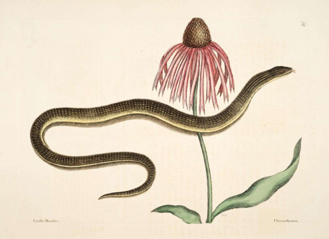 Image de Echinacea laevigata (C. L. Boynt. & Beadle) Blake