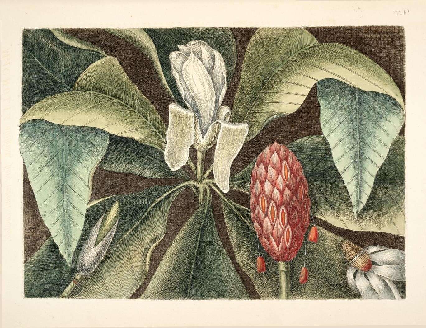 Imagem de Magnolia tripetala (L.) L.