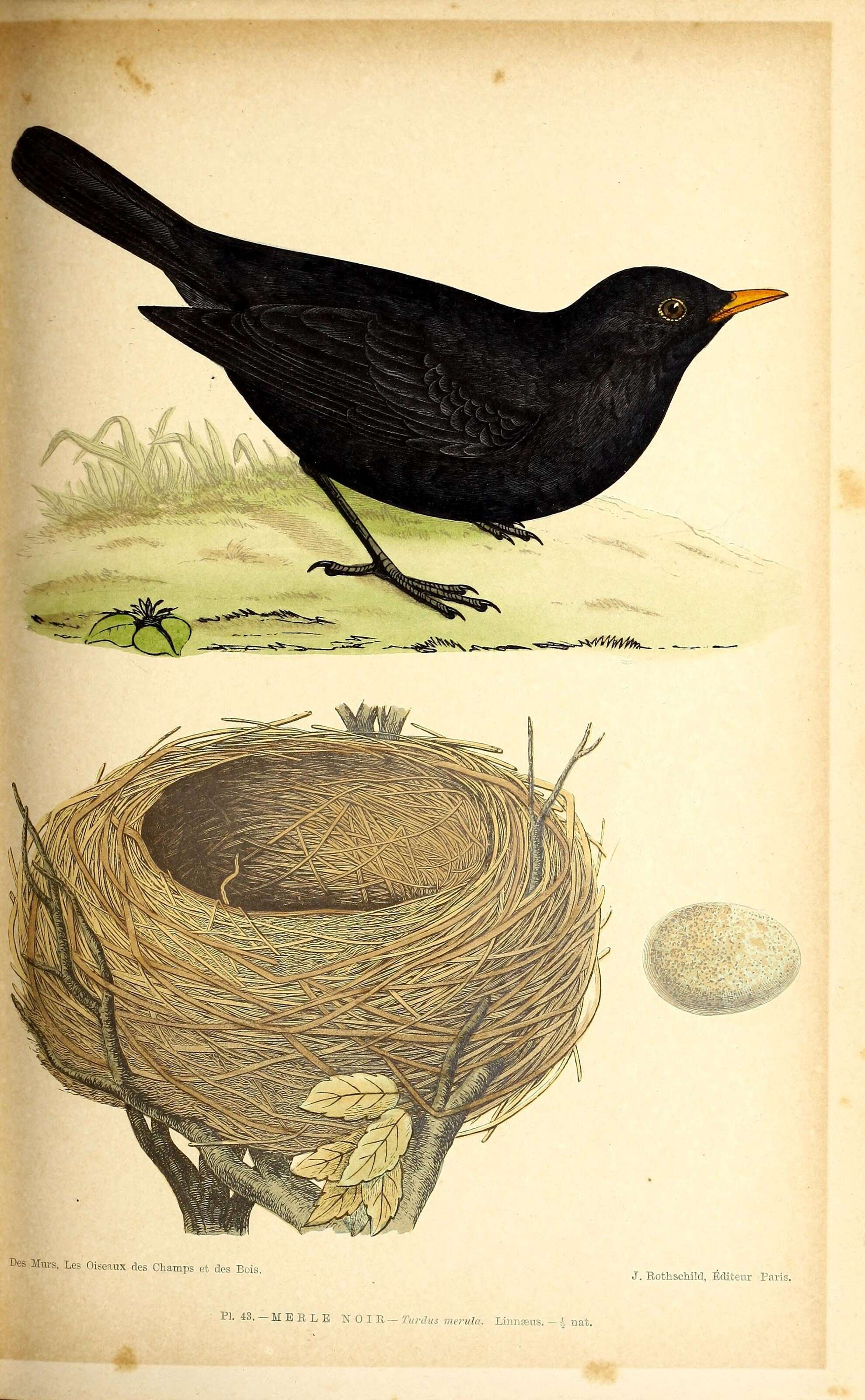 Image of Blackbird