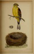 Image of Yellowhammer