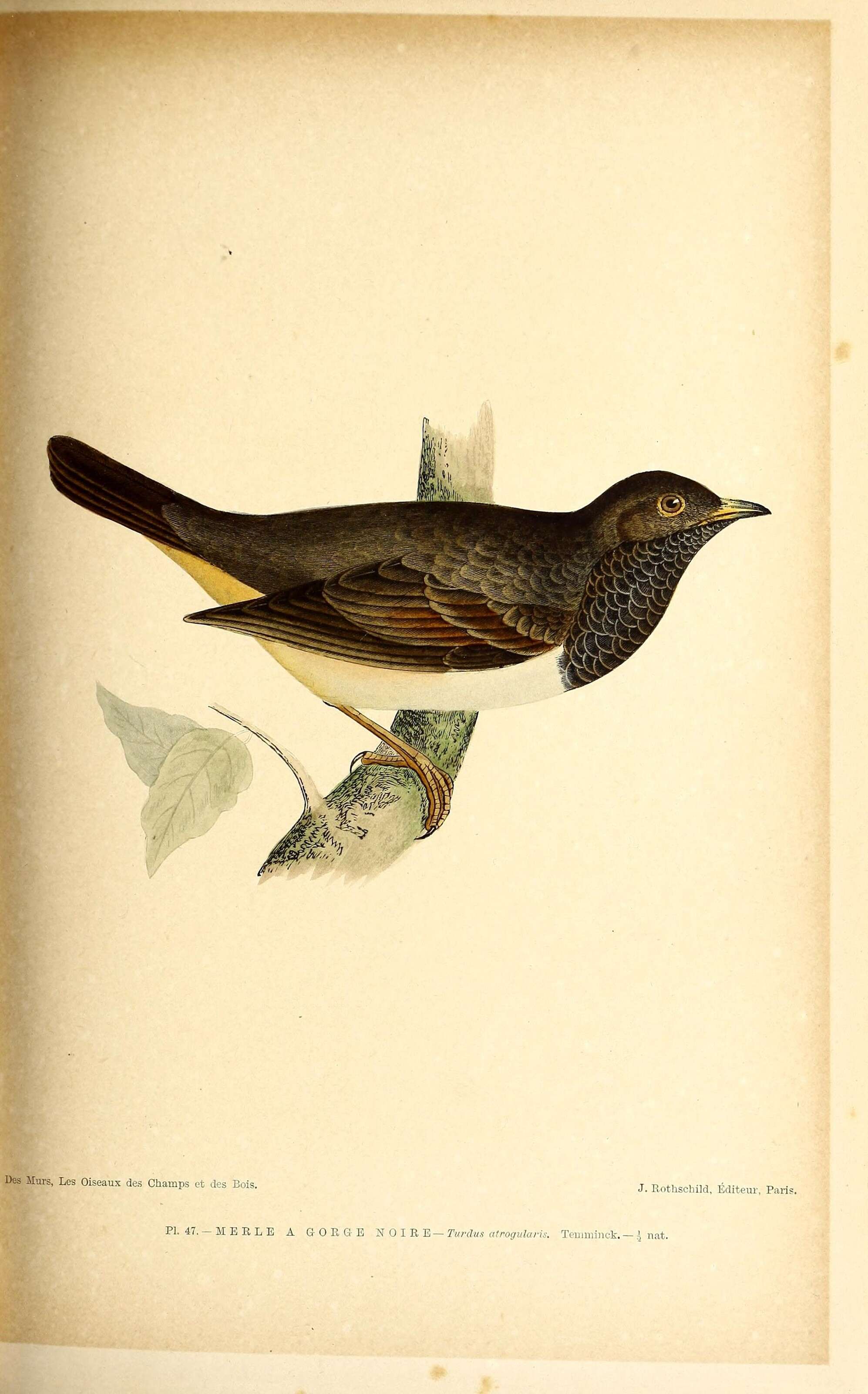 Image of Black-throated Thrush