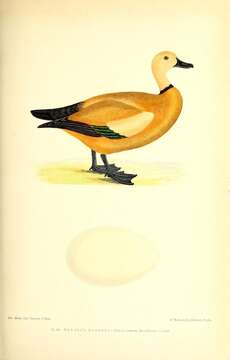 Image of Ruddy Shelduck