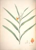 Imagem de Alpinia mutica Roxb.