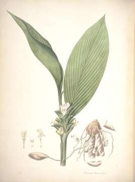 Image de Curcuma leucorrhiza Roxb.