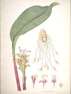 Image of Curcuma ferruginea Roxb.