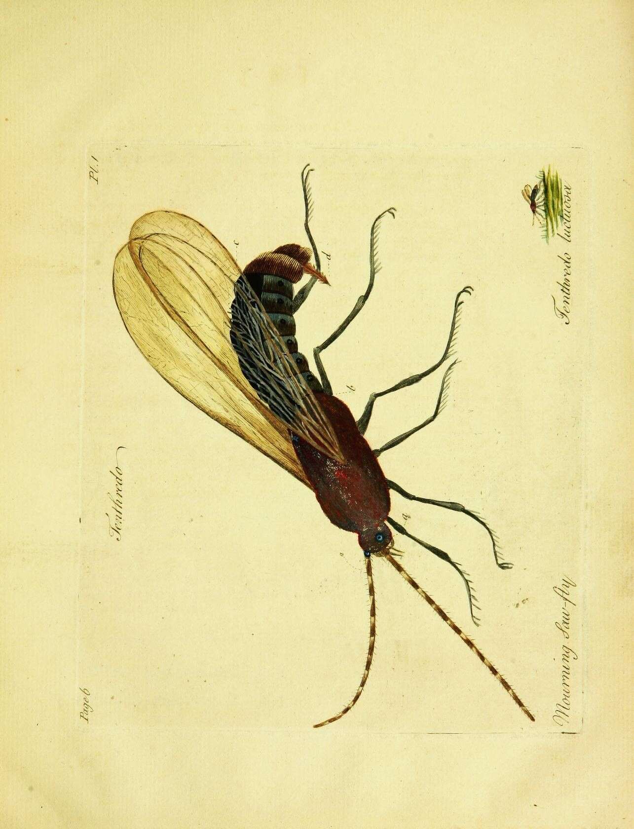 Image of wood wasp