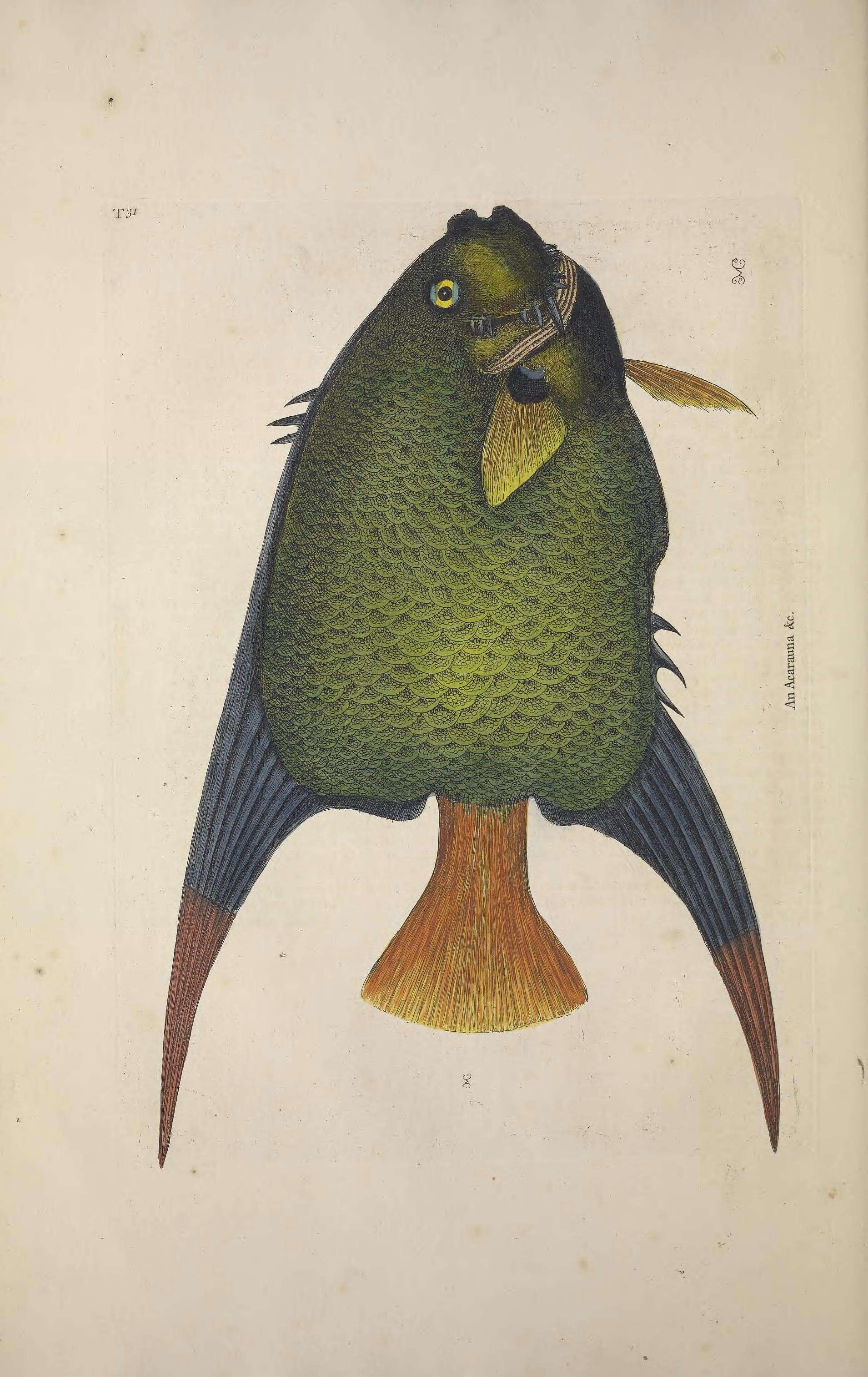 Image of Angelfish