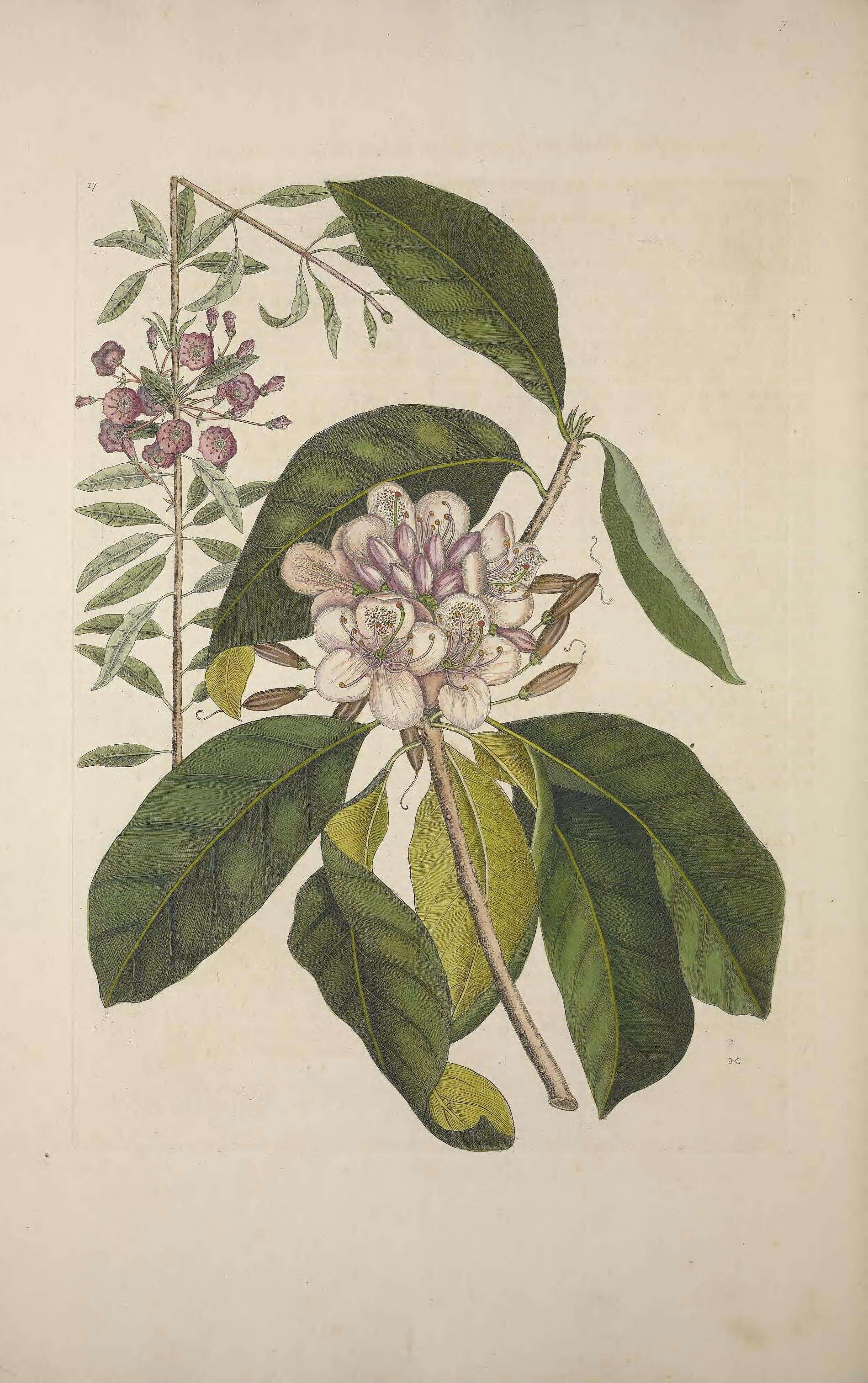 Image of sheep laurel