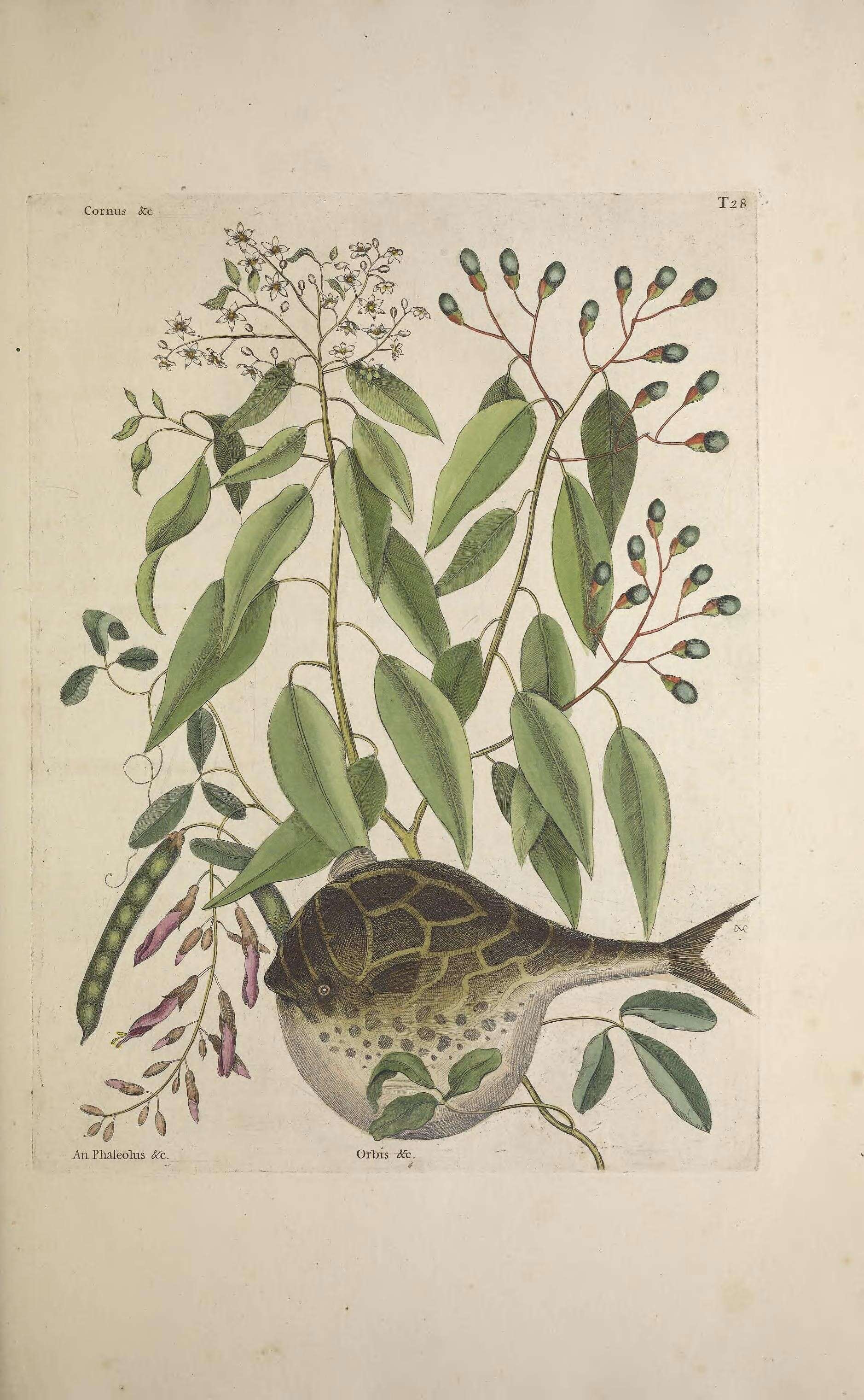 Слика од Sphoeroides testudineus (Linnaeus 1758)