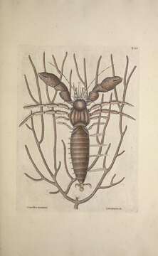 Слика од Petrochirus Stimpson 1858