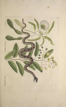 Sistrurus miliarius (Linnaeus 1766)的圖片