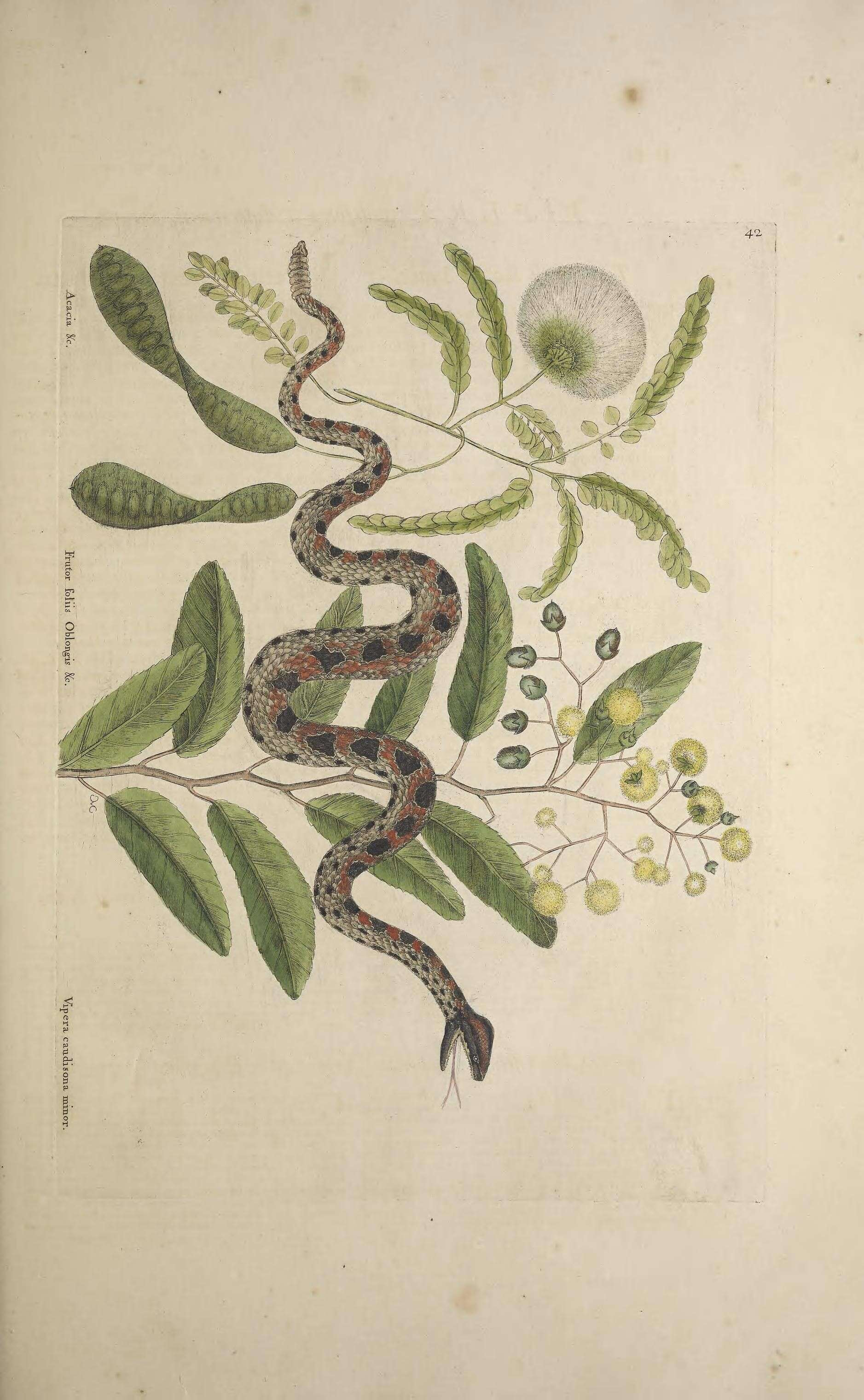 صورة Sistrurus miliarius (Linnaeus 1766)