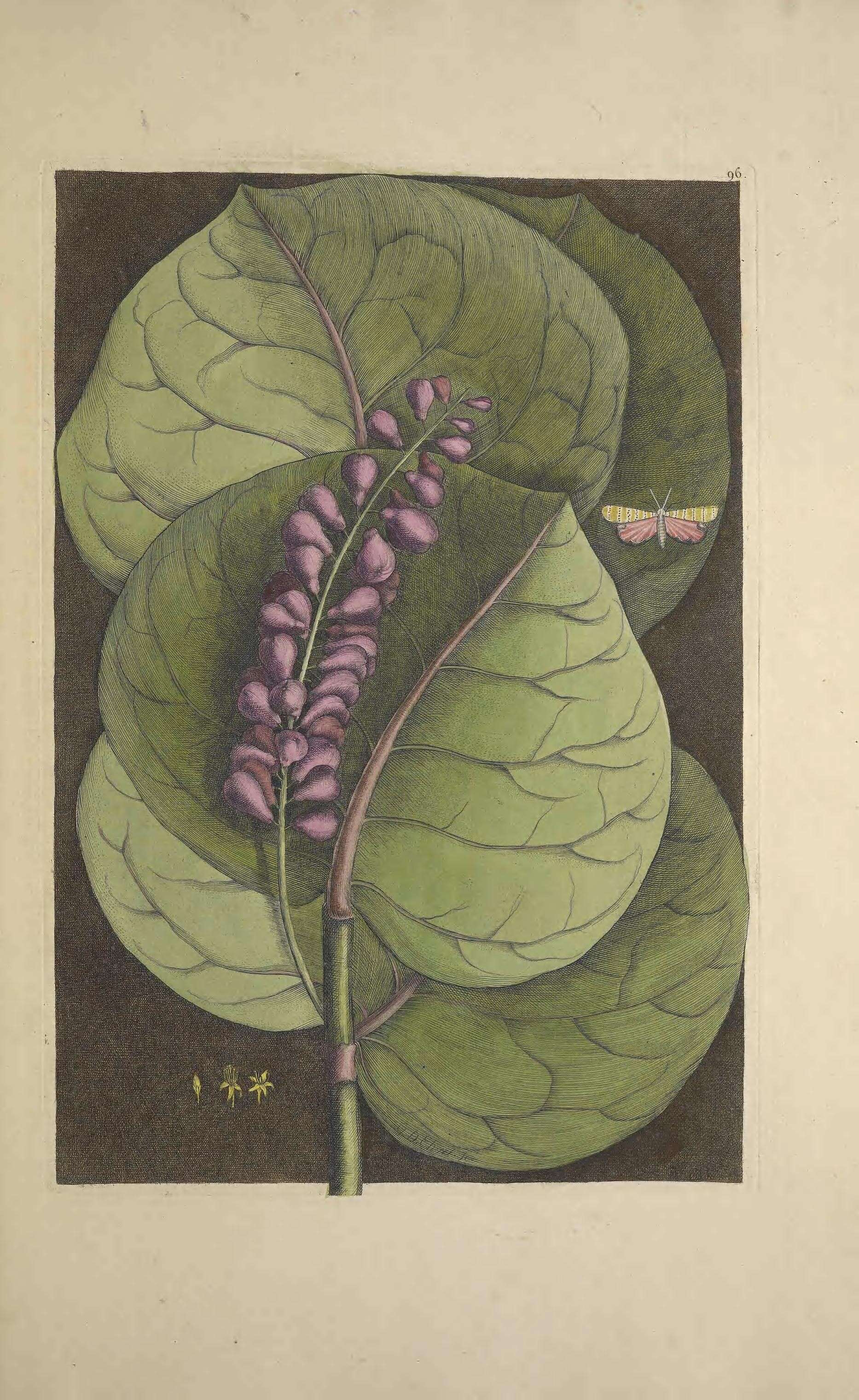 Utetheisa bella Linnaeus 1758 resmi