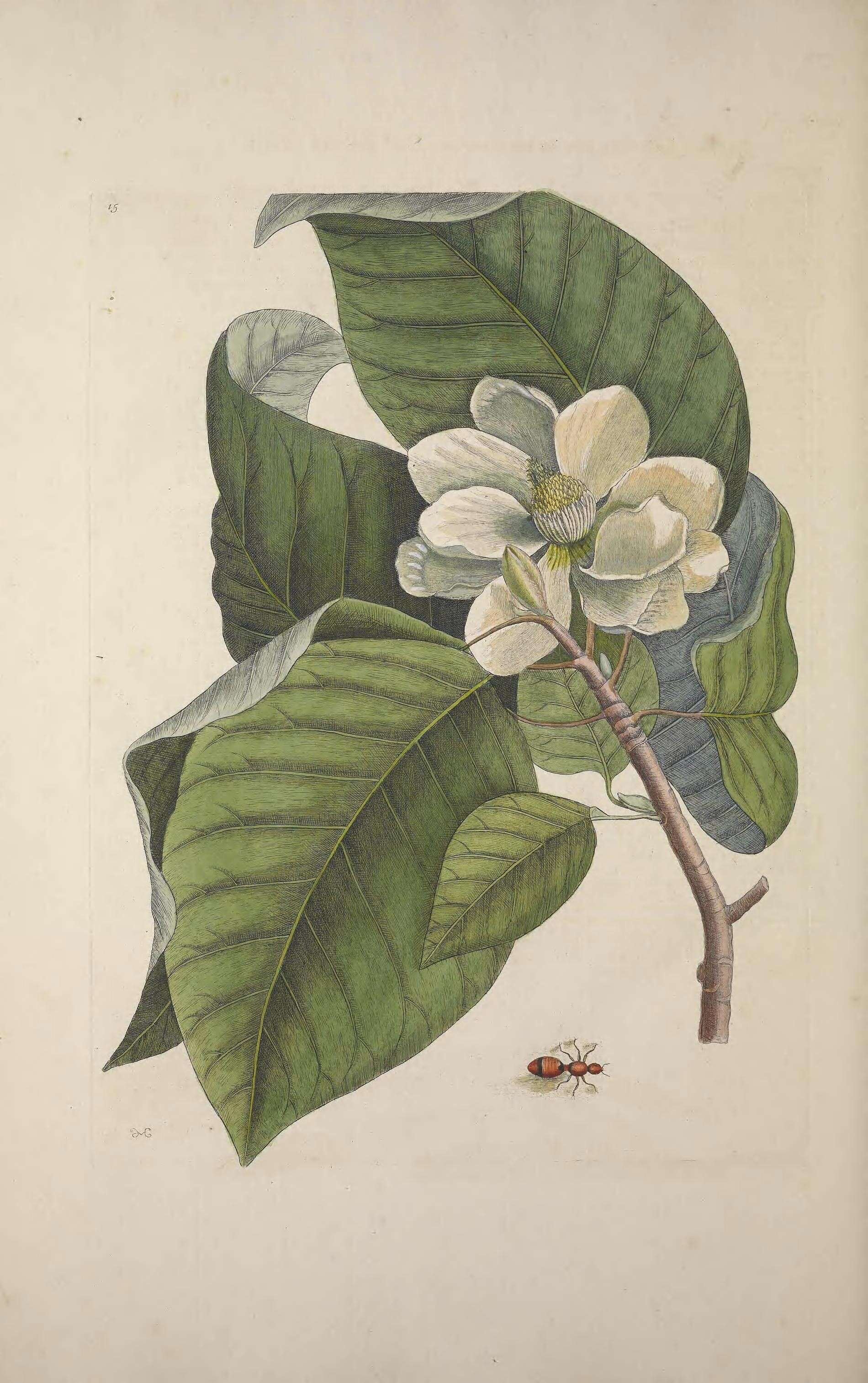 Image de Dasymutilla occidentalis (Linnaeus 1758)