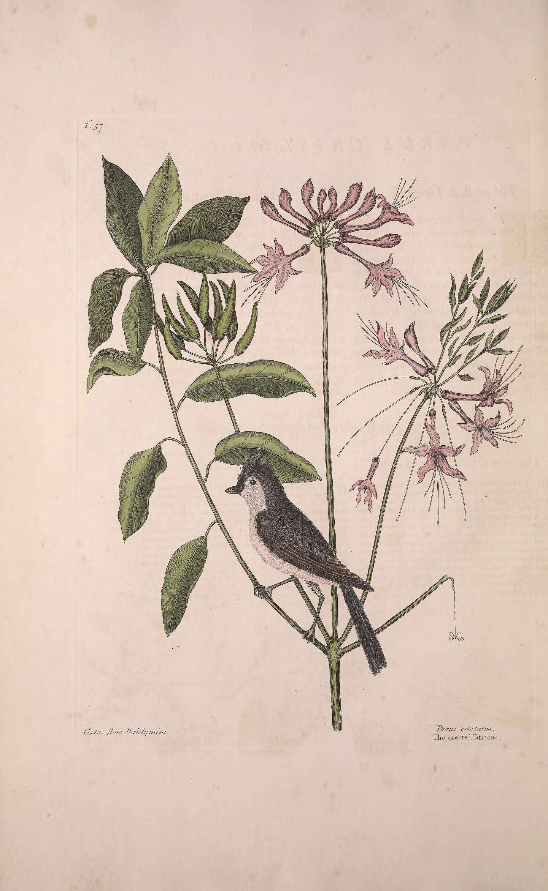 Image of Baeolophus Cabanis 1851