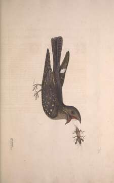 Image of Chordeiles Swainson 1832