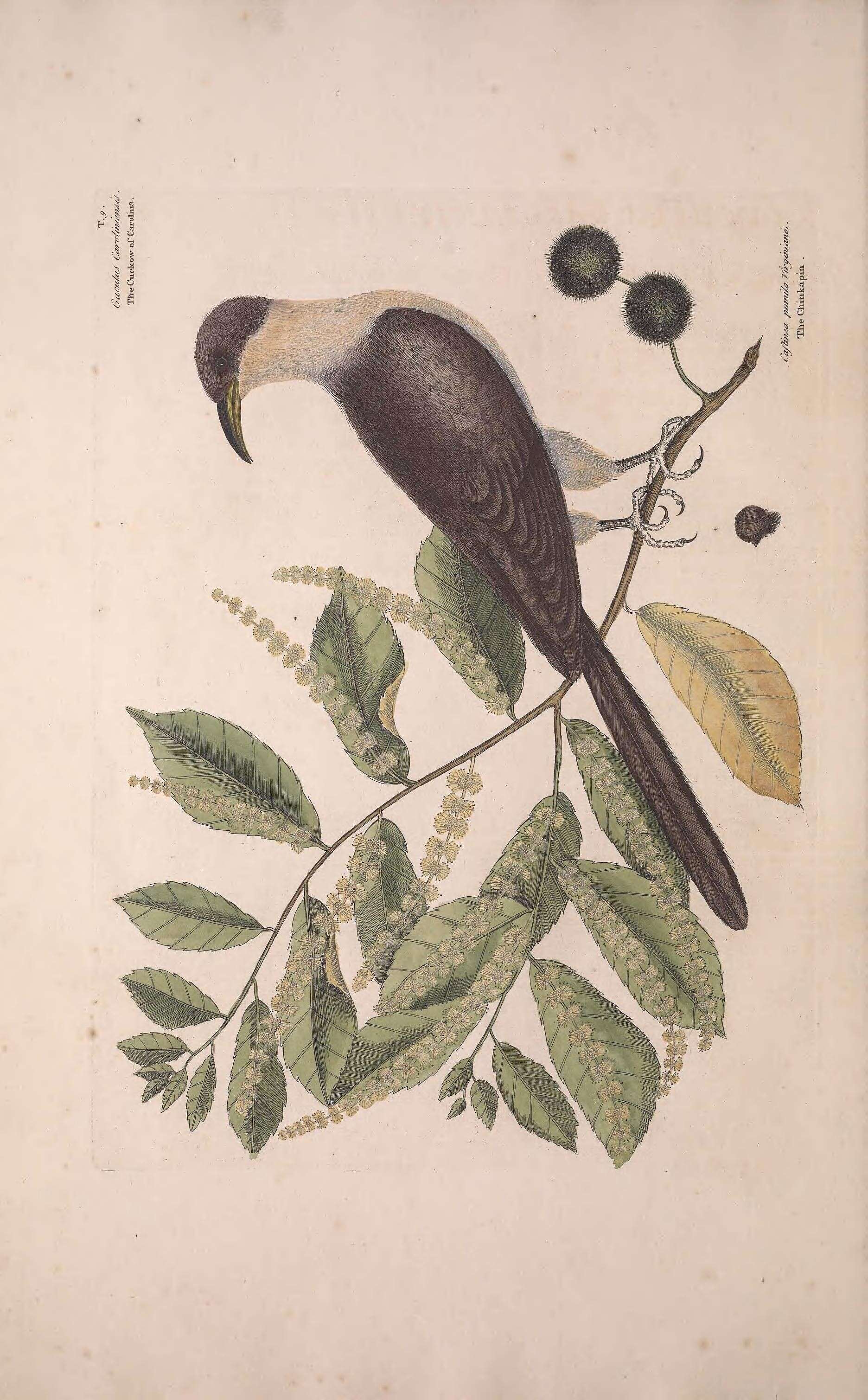 Image of Yellow-billed Cuckoo