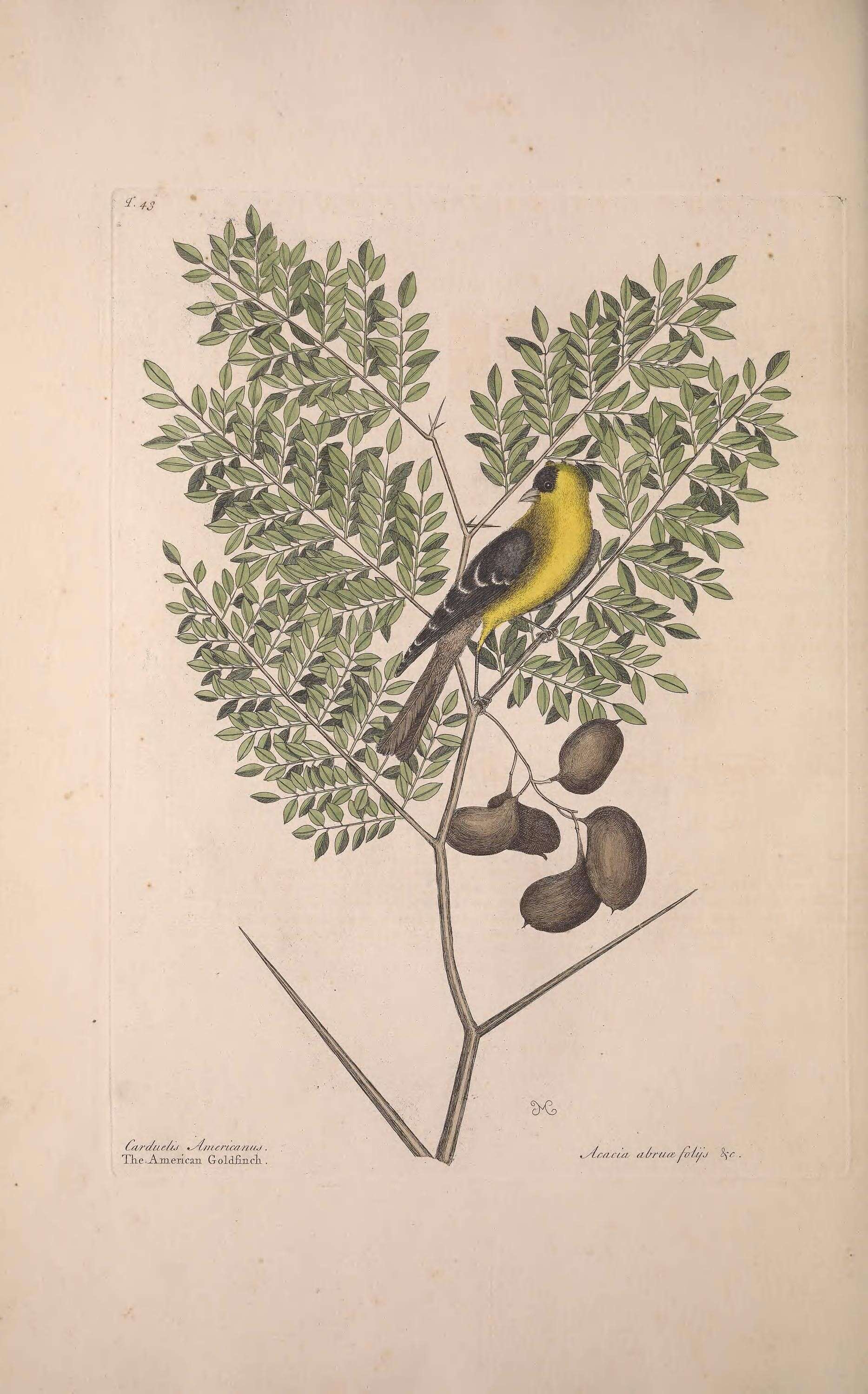 Image of American goldfinch