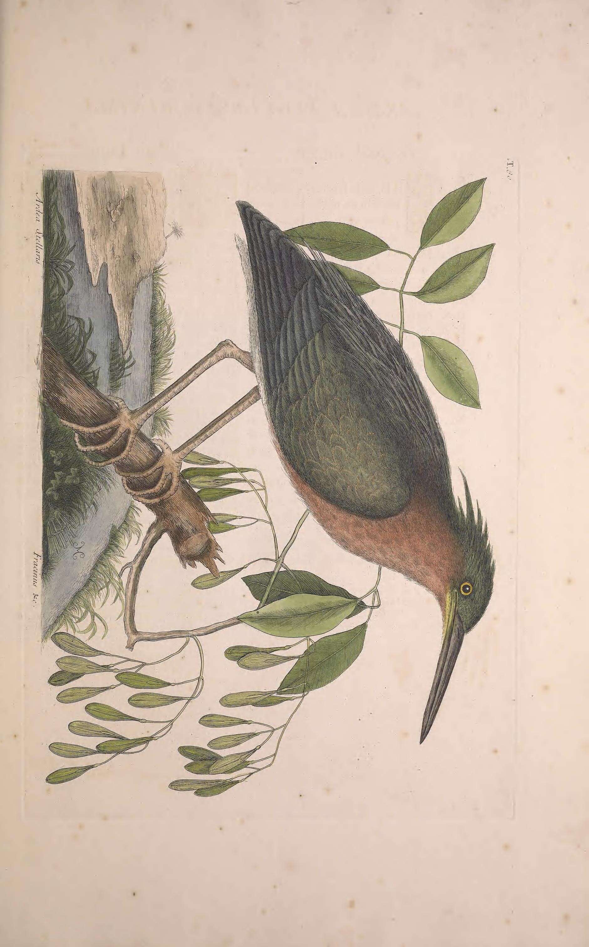 Image of Butorides Blyth 1852