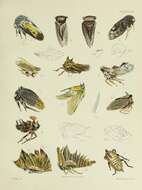 Image de Brachybelus micans Buckton 1903