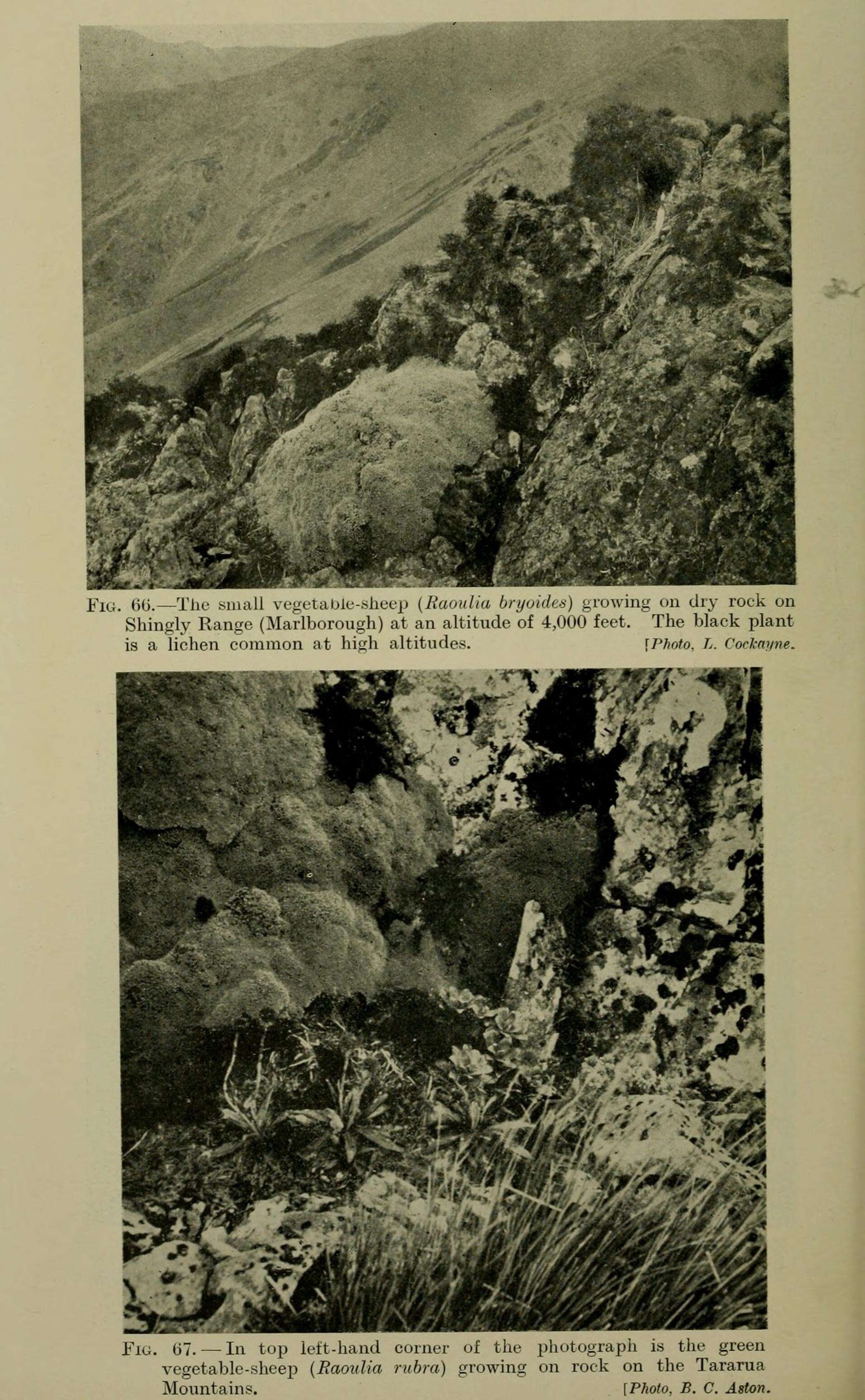 Image of Psychrophyton bryoides (Hook. fil.) Beauv.