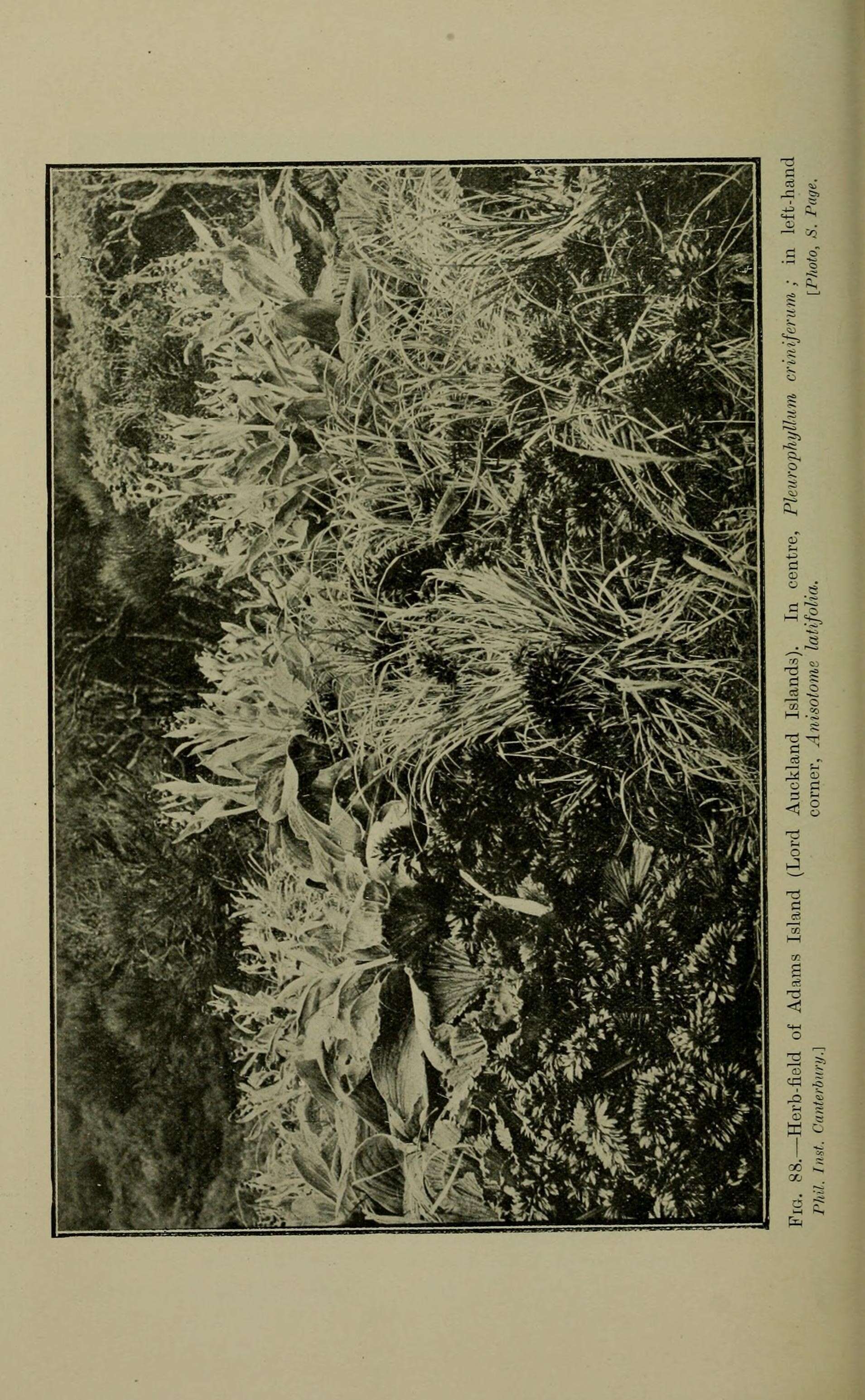 Image of Pleurophyllum criniferum Hook. fil.