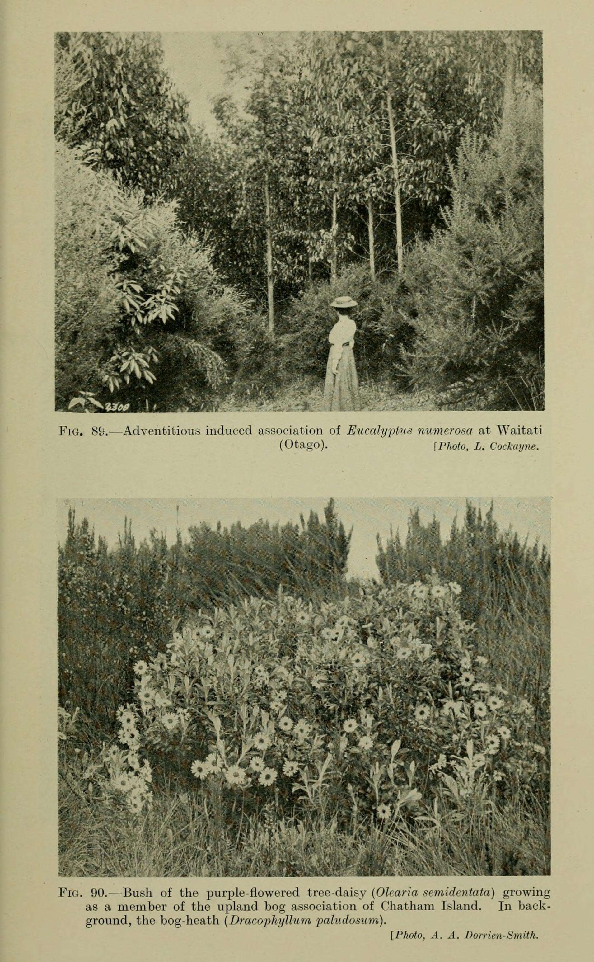 Image of Chatham Island aster