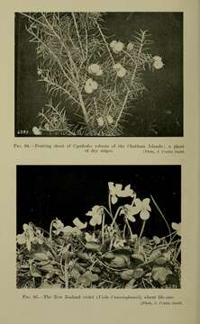 Image of Leptecophylla robusta (Hook. fil.) C. M. Weiller