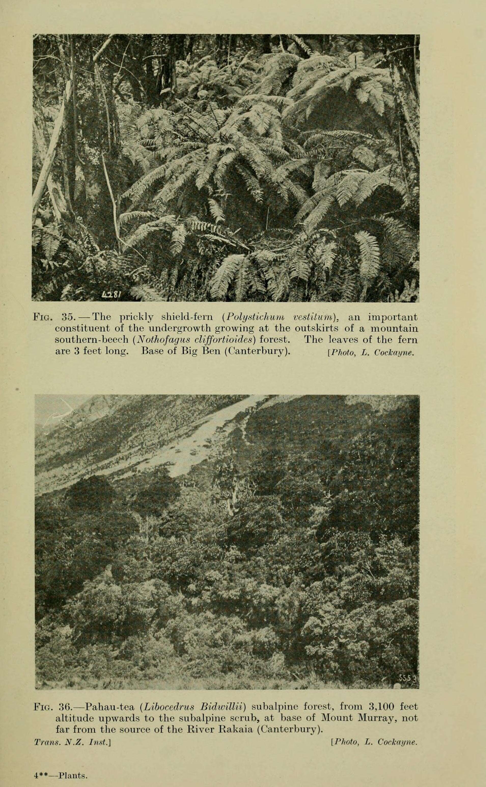 Image of Nothofagus cliffortioides (Hook. fil.) Oerst.