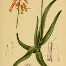 Aloe forbesii Balf. fil. resmi