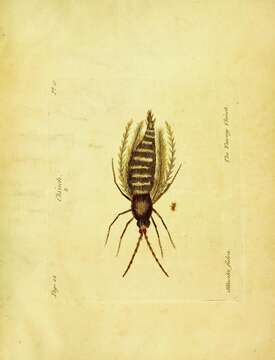 Image of thrips