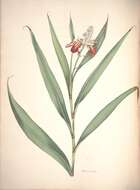 Image of Alpinia calcarata (Andrews) Roscoe