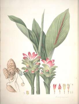 Image de Curcuma aeruginosa Roxb.