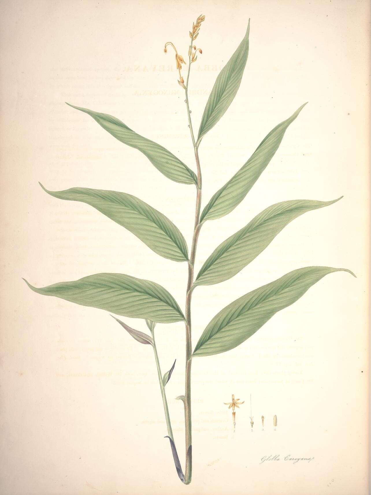 Image de Globba sessiliflora Sims