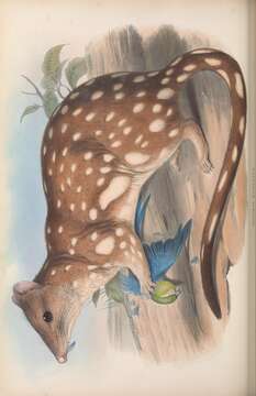 Imagem de Dasyurus maculatus (Kerr 1792)