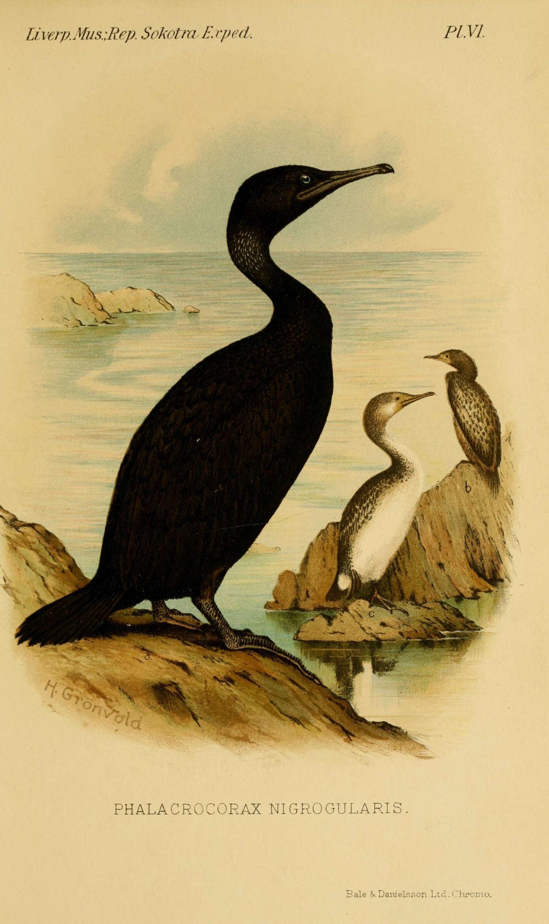 Image of Socotra Cormorant