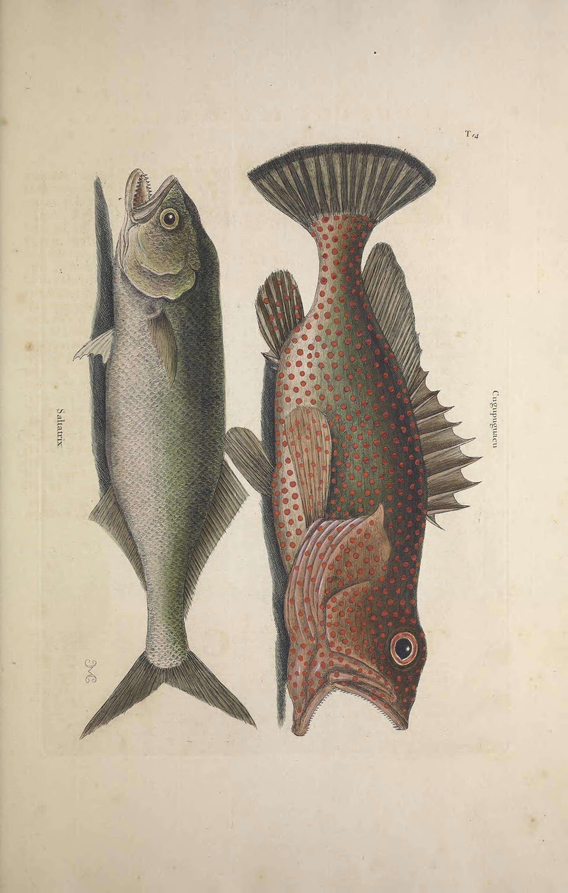 Imagem de Epinephelus guttatus (Linnaeus 1758)
