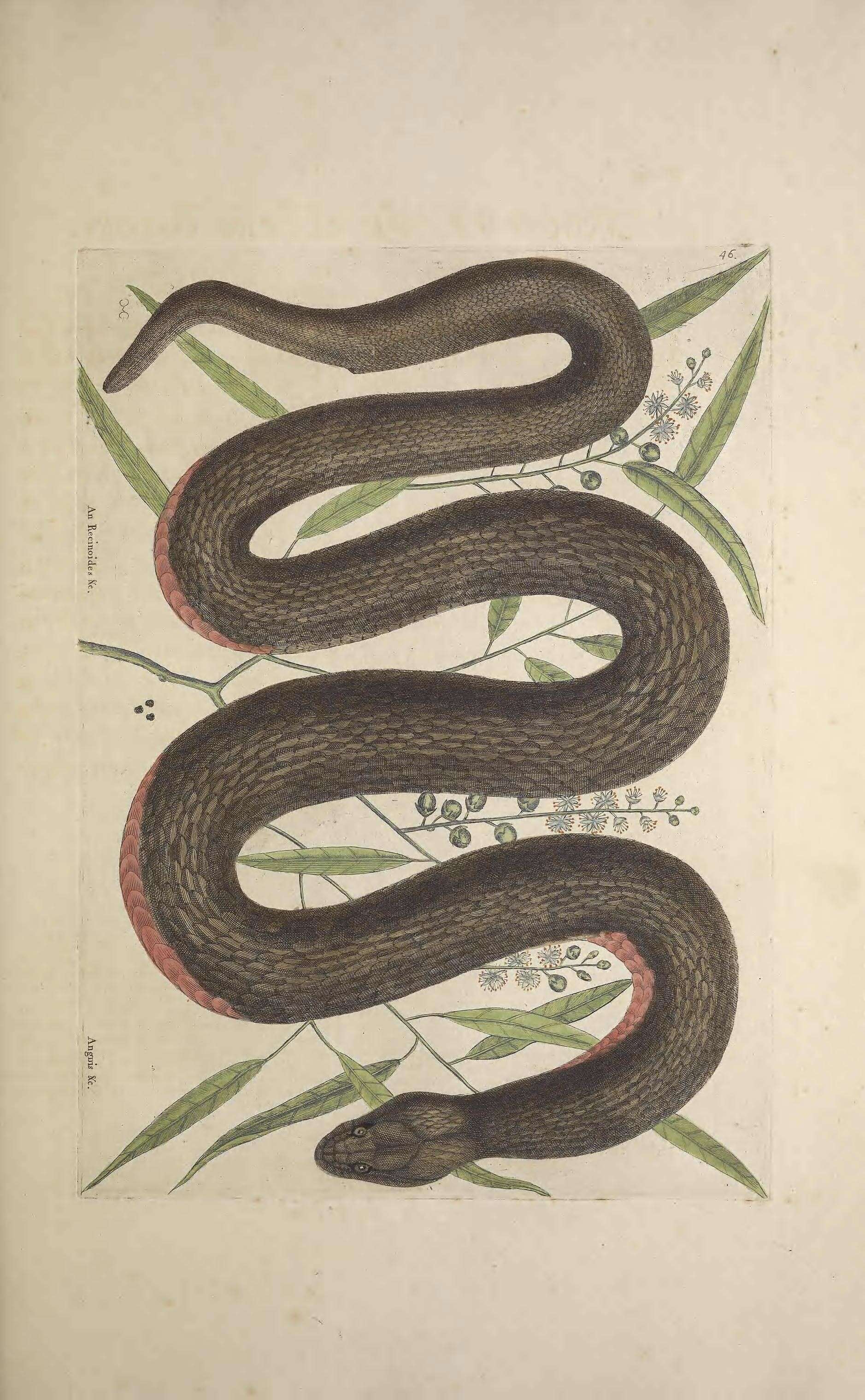 Imagem de Nerodia erythrogaster (Forster ex Bossu 1771)