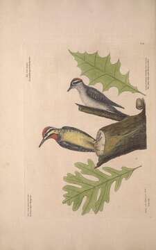 Image of Sapsucker