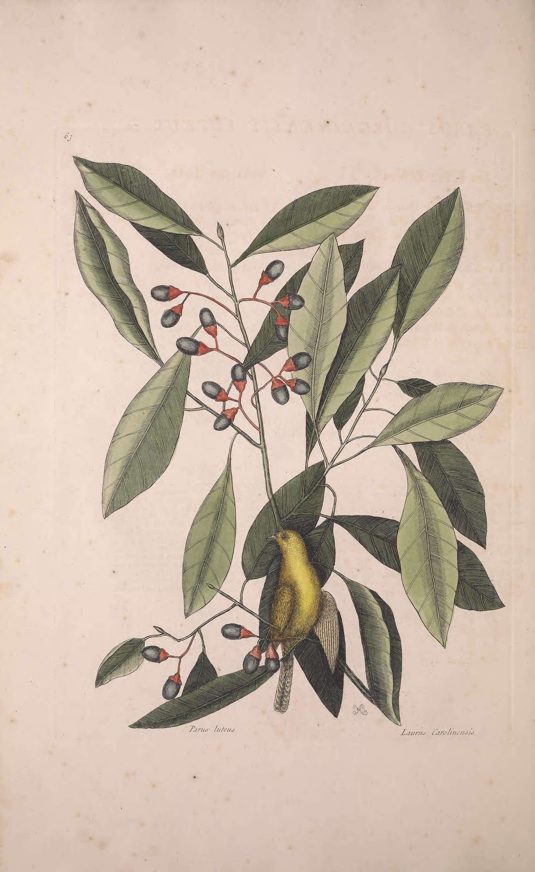 Sivun Persea borbonia (L.) Spreng. kuva